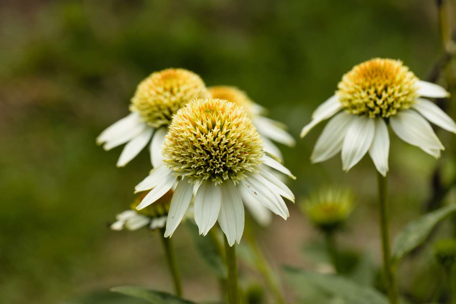 Punahattu Echinacea 'Milkshake'